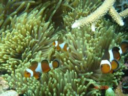 Taken at Bidong Island by Ismadi Ismail 
